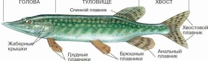 Хвост щуки. Плавники щуки. Плавники у щуки. Плавники у щуки. Хвост щуки фото.