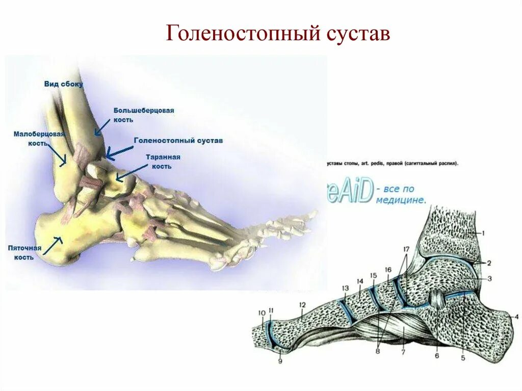 Голеностопный сустав является. Кости голеностопного сустава анатомия. Голеностопный сустав анатомия строение кости. Голеностопный сустав анатомия строение связки кости голеностопного. Таранно-пяточный сустав анатомия.