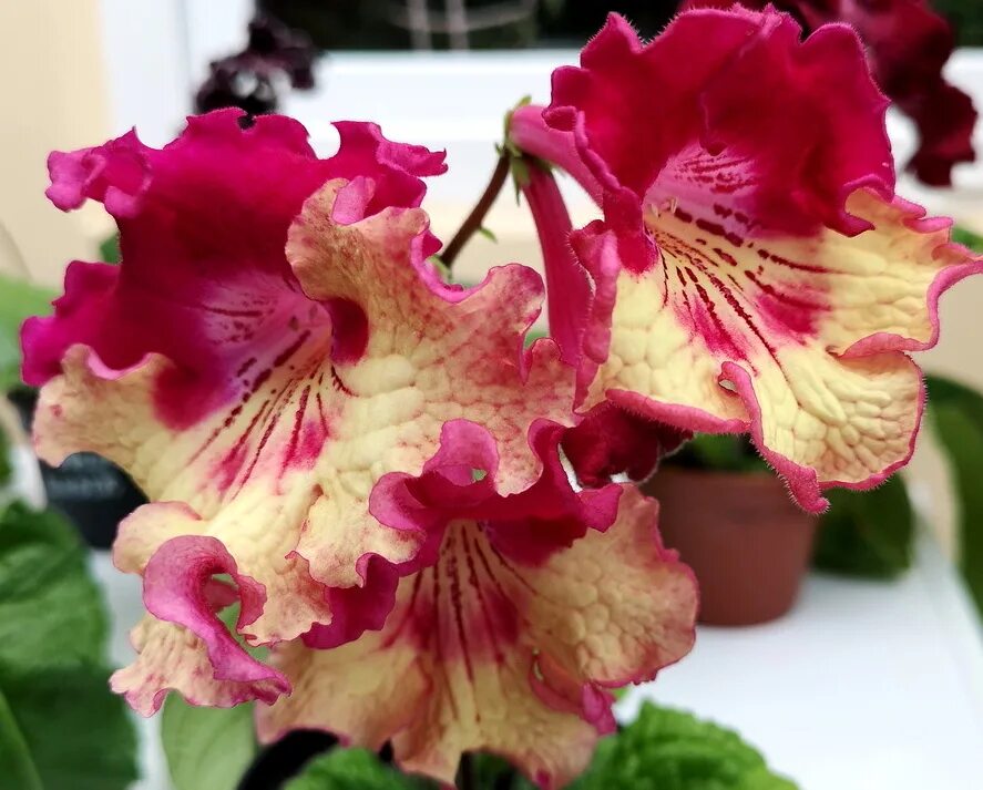 Стрептокарпус дс мишка. Стрептокарпус ds 2196. Стрептокарпус афродизиак. Стрептокарпус гипноз. Стрептокарпусы дс.