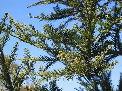 Sequoia sempervirens 'Aptos Blue' - Boething Treeland Farms.