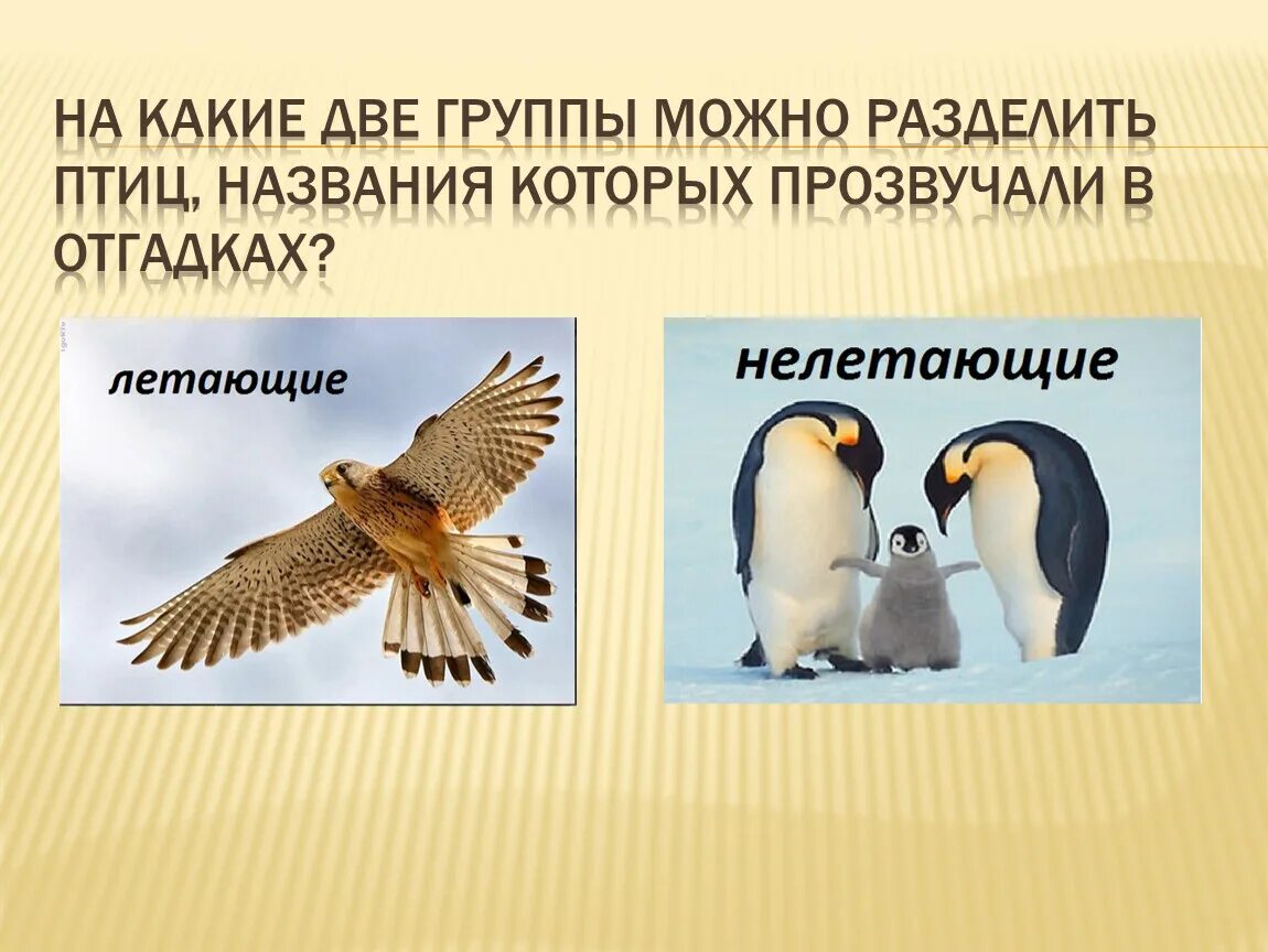 Разделите птиц на группы по способу питания. На какие группы разделяют птиц. Деление птиц. Птицы разделяются на. На какие две группы можно разделить птиц.