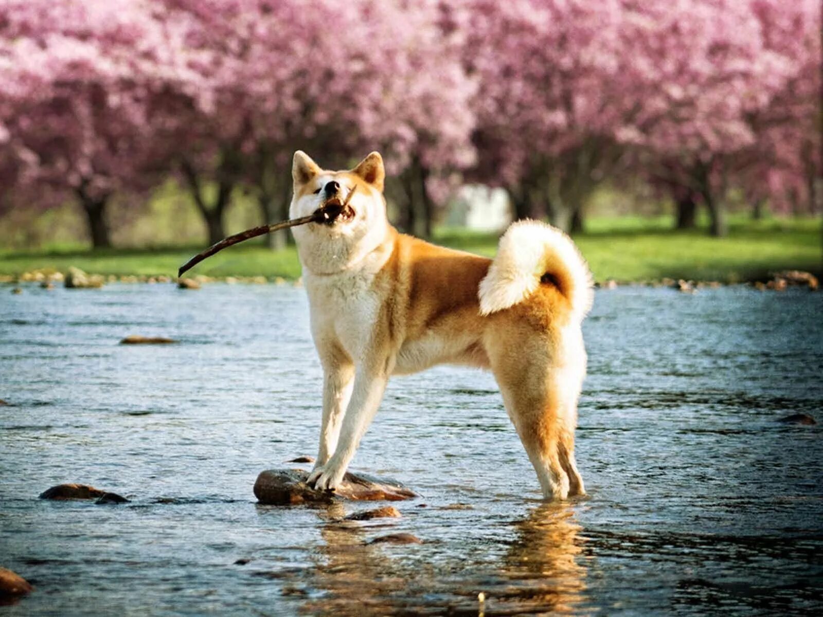 Собака япония акита. Акита-ину. Порода Хатико Акита-ину. Японская Акита ину. Сиба ину.