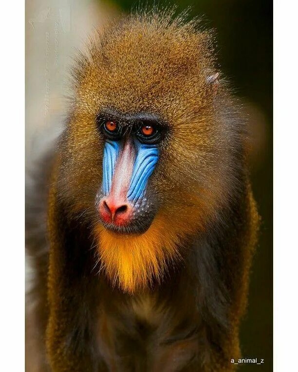 Мандрил обезьяна. Обезьяна семь букв. Брови шимпанзе. Породы обезьян названия. Рыжеспинный саймири.