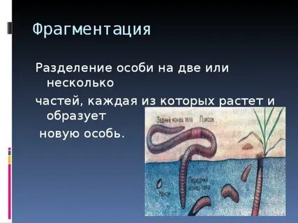 Фрагментация эмбриона