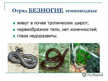 Что характерно для безногой