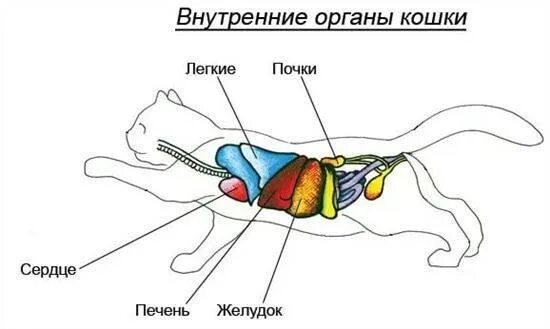 Печень кота. Анатомия кошки внутренние органы. Структура внутренних органов у кошек. Строение кошки анатомия внутренних органов. Строение кошки вид снизу.