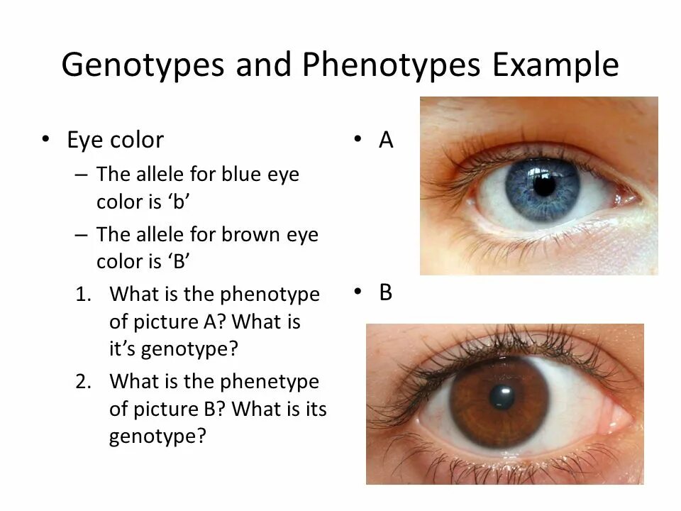 Phenotypic variability. Хромосомы цвет глаз.