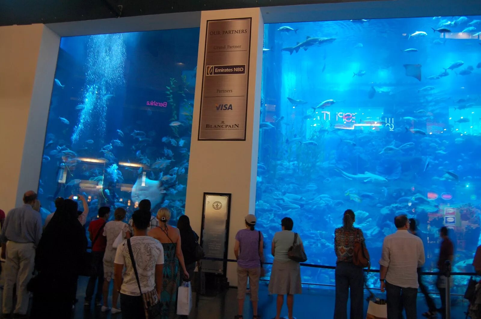 Открытие самого большого океанариума. Океанариум Дубай Молл. Дубай Молл аквариум. Самый большой океанариум в мире. Самый крупный в мире Крытый океанариум.