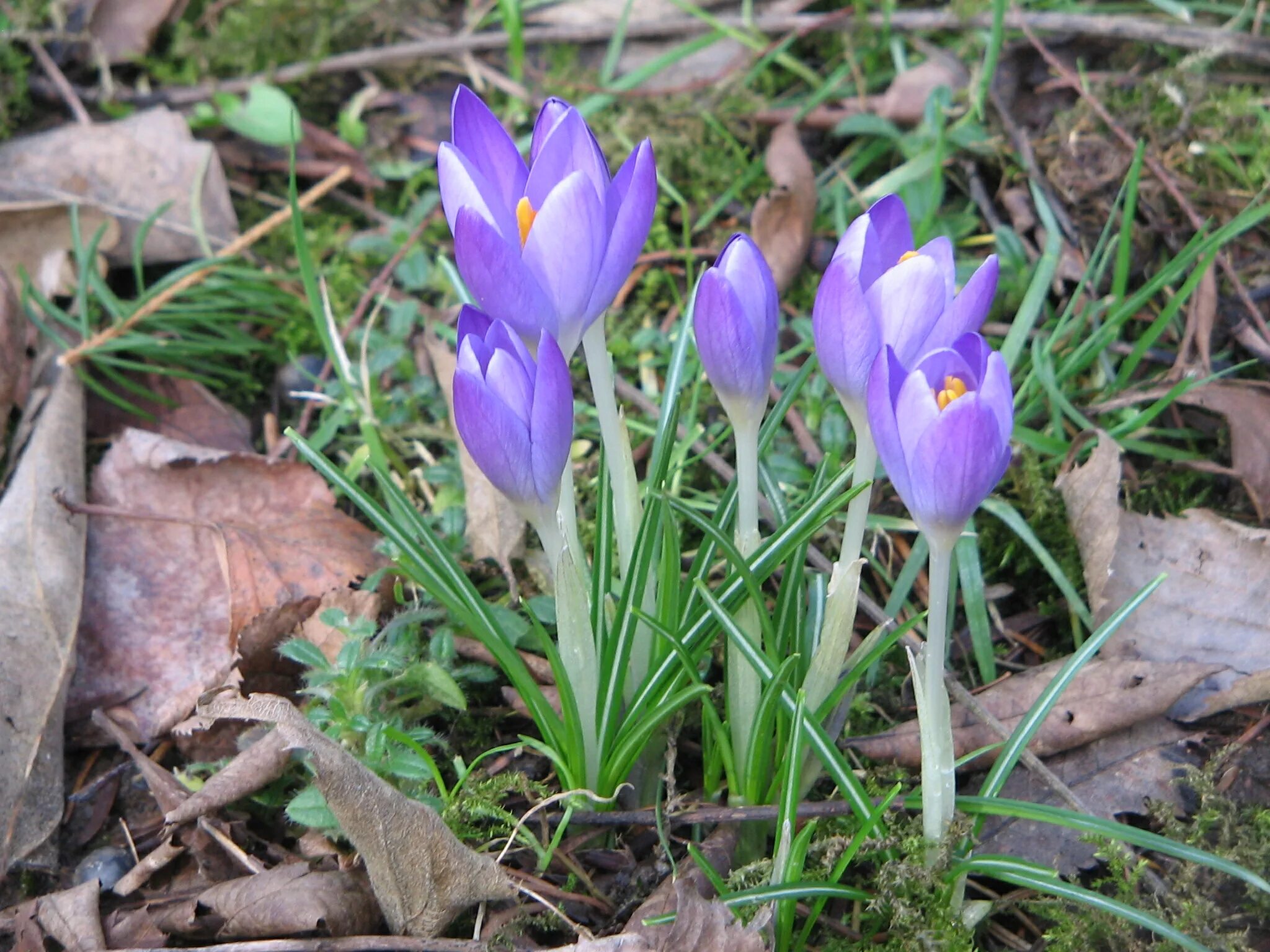 Крокус Королькова. Crocus vernus. Крокус Ботанический Блу бёрд. Крокус Ботанический микс.