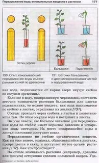 Стебель транспорт веществ у растений