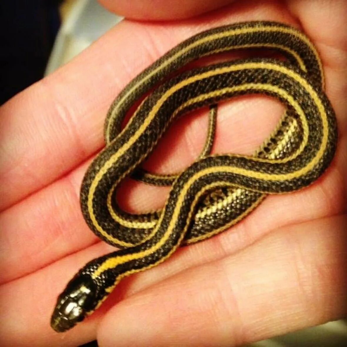 Канадская подвязочная змея. Декоративные змеи. Маленькие декоративные змеи. Подвязочная змея маленькая.