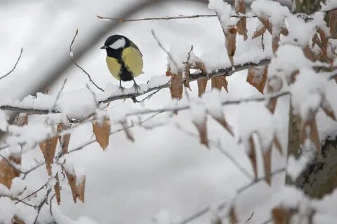 Без синиц зимний лес