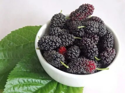 Mulberry перевод
