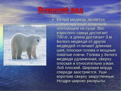 На территории какого материка обитает белый медведь