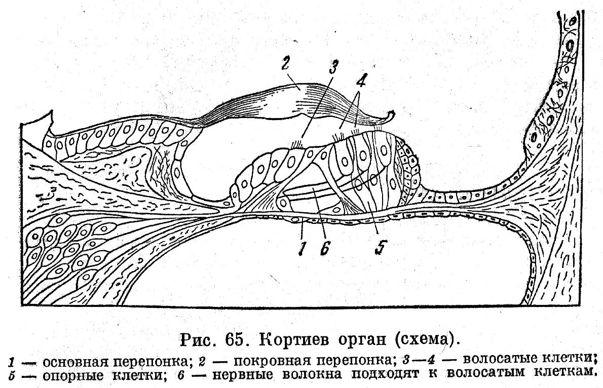 Кортиев орган гистология схема. Кортиев орган схема строения. Строение Кортиева органа гистология. Спиральный Кортиев орган гистология.