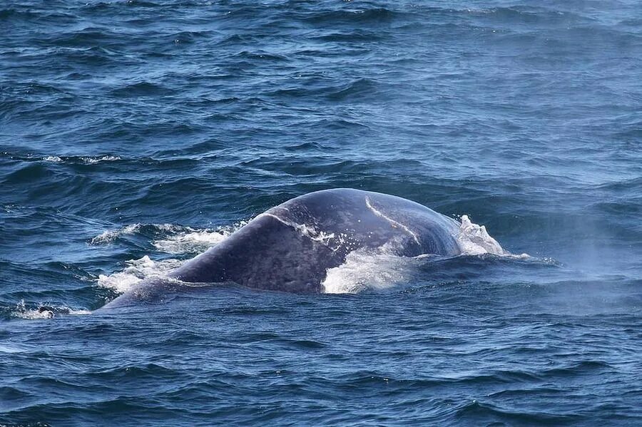 Голубой кит. Самая большая кит в мире. Синий кит. Самый большой синий кит в мире фото.