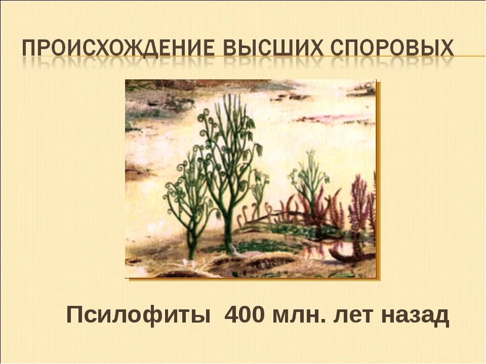 На рисунке изображен псилофиты вымершие растения используя. Псилофиты споровые. псилофиты вымершие растения. псилофиты эволюция. псилофиты размножение.