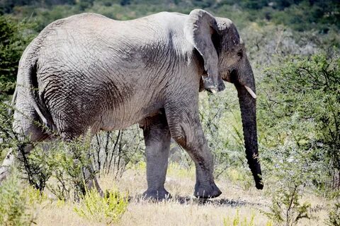 Elephants are big bigger
