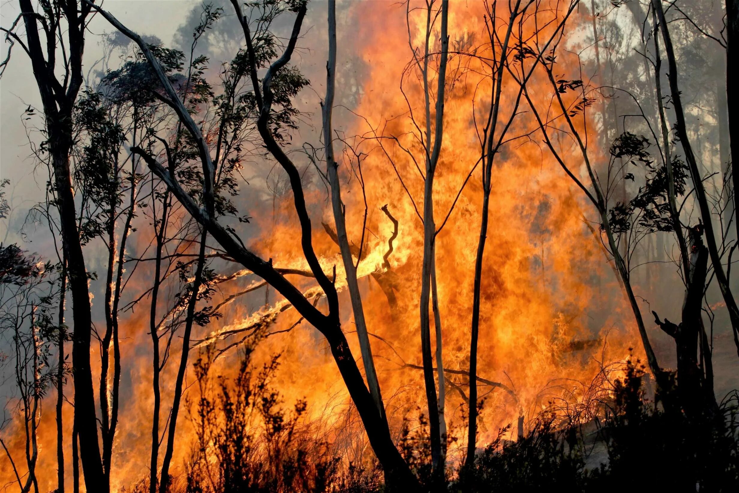 Лесные пожары в Австралии 2019-2020. Пожары в Австралии 2020. Лесные пожары в Австралии 2019-2020 последствия. Лесной пожар в Мэрисвилле, Австралия (2009). Почему после пожаров