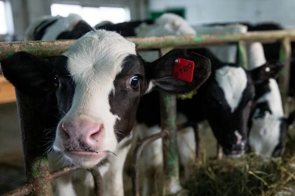 Совхоз животные. Животноводство на сахалине. Совхоз животноводство. Совхоз животные. Коровы совхоз.
