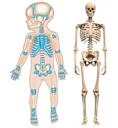 строение скелета новорожденного. скелет младенца анатомия. скелет новорожденного ребенка. костная система человека скелет. скелет новорожденного ребенка.