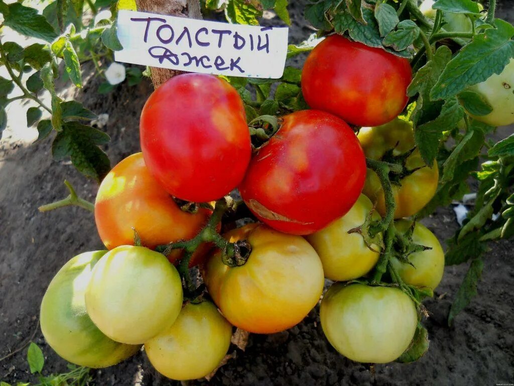 Томат сорт толстой урожайность. Томат толстый джек семена. сорт томата толстый джек. томат толстый джек характеристика. сорта томатов джек.