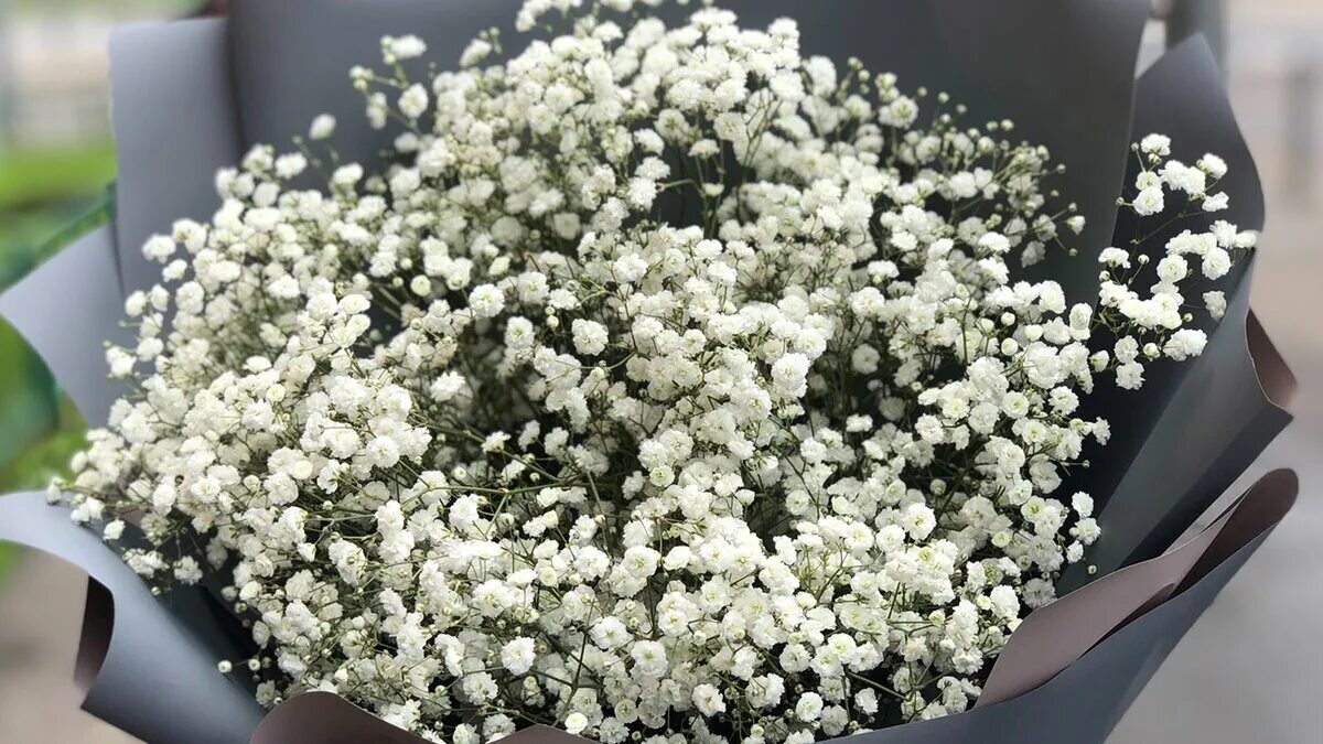 Будек невесты гипсофила. Чтобы гипсофила долго стояла. 1 ветка гипсофилы. Букет невесты гипсофила. Гипсофила арециевидная.