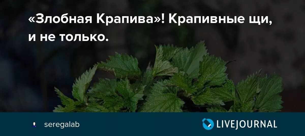 Получай крапива. Крапива прикол. Мемы про крапиву. Крапива фото.