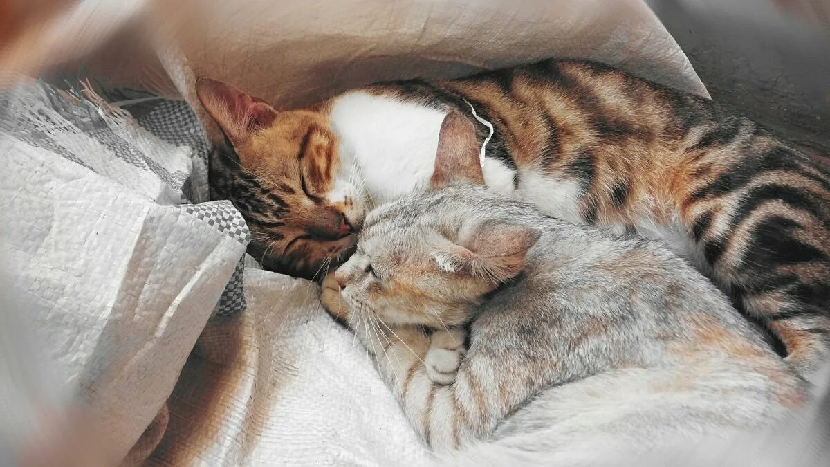 Спящие вместе коты. Кошки обнимашки. котики обнимаются. коты спят в обнимку. спящие котята.