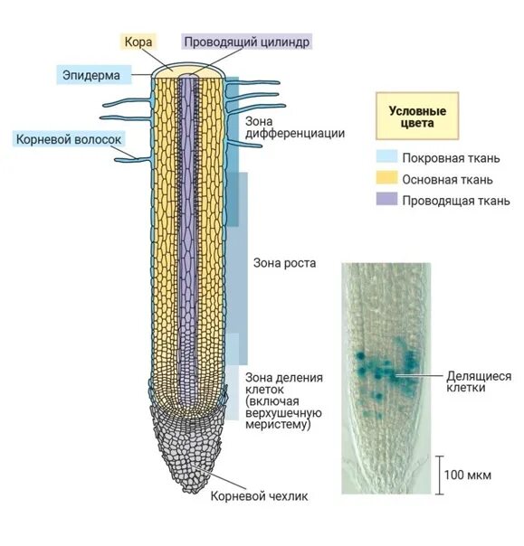 Строение корня ответ. Клеточное внутреннее строение корня. Рис 104 строение корня. Клеточное строение корня 6 класс биология. Строение корня ЕГЭ биология.