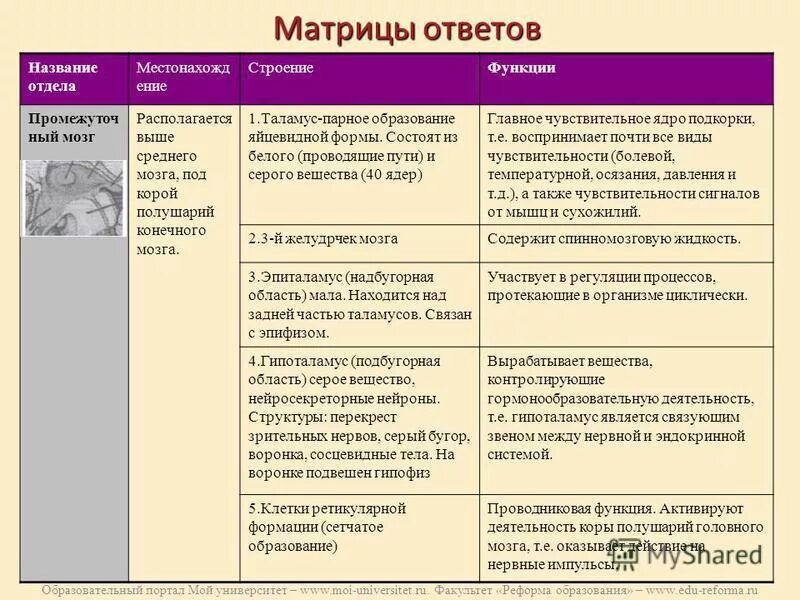 Таблица строение и функции отделов головного мозга. Промежуточный мозг структура и функции таблица.