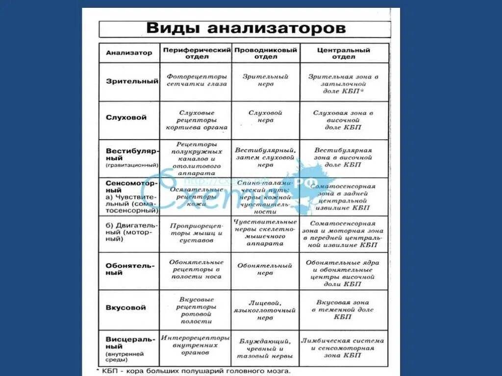 Таблица органы чувств анализаторы биология 8 класс. Таблица анализаторы расположение рецепторов. Таблица по биологии 8 класс части анализатора и их функции. Сенсорные системы таблица функции строение возрастные особенности.