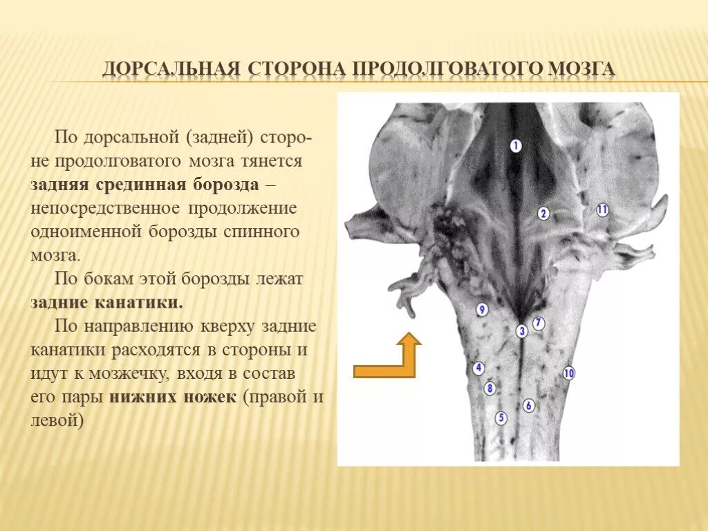 Дорсальная поверхность мозга. Дорсальная поверхность ствола головного мозга. Дорсальная поверхность продолговатого мозга. Задняя срединная борозда продолговатого мозга. Дорсальная борозда продолговатого мозга.