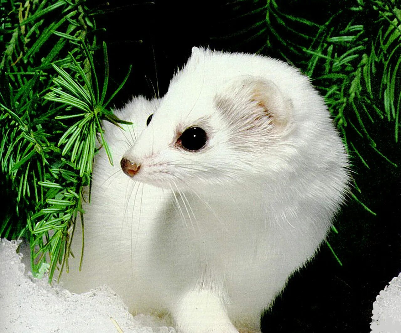 рассказ о ласке. горностай чукотка. длиннохвостая ласка. горностай таймыр. ласка норка хорёк горностай.