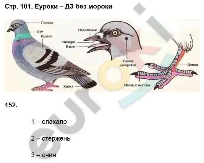 Внешнее строение птицы биология 7 класс. Внешнее строение птицы биология 8 класс. Голубь биология внешнее строение. Внешнее строение птицы голубь.