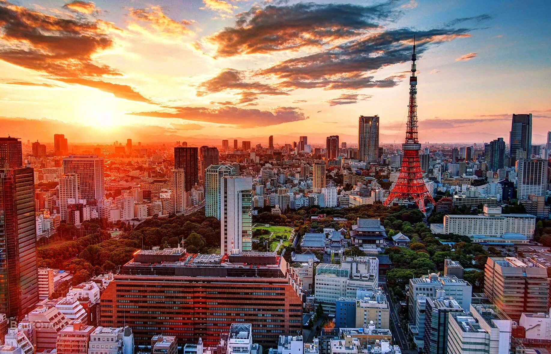 Токио столица Японии. Япония Токио панорама. Урбанизация Токио. Токио город днем. Цена tokyo