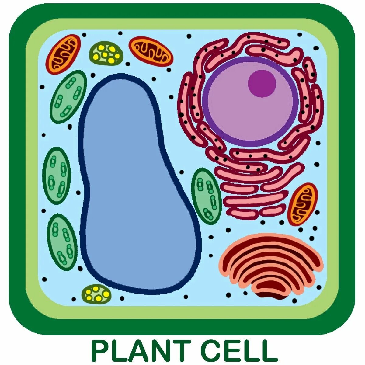 Клетка растения. Растительная клетка. Клетка бактерии. Клетка растения рисунок.