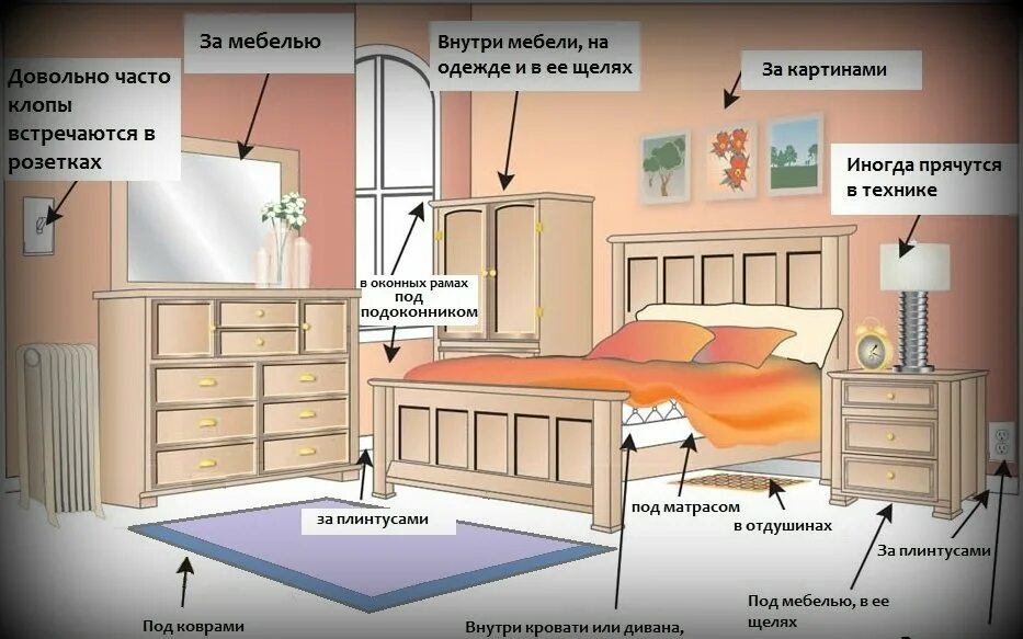 Как узнать в постели. Места скопления клопов в квартире.