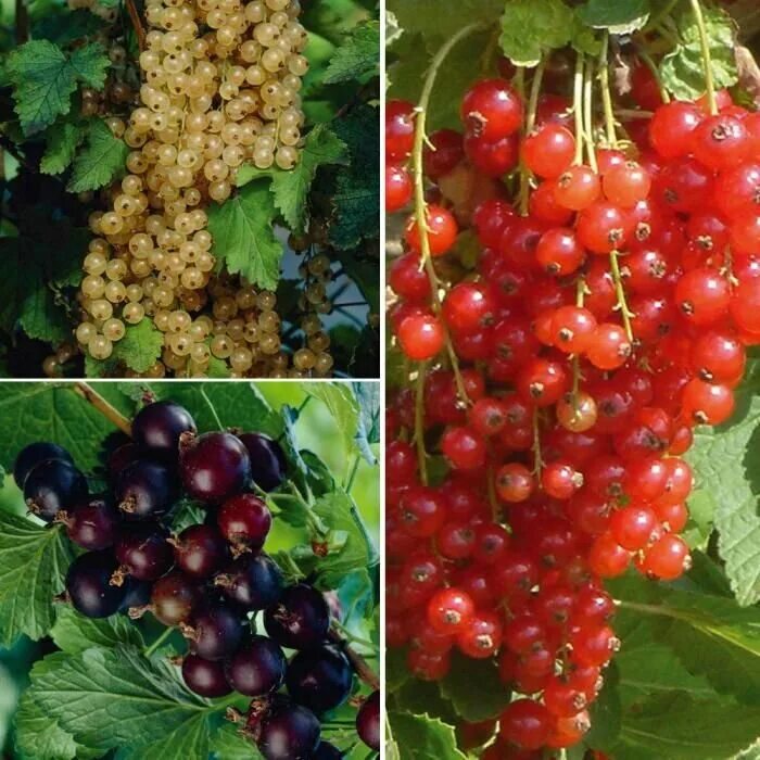 Прекрасного дня и смородина. День смородины 14 июля. Смородина 14. День смородины. Смородина.