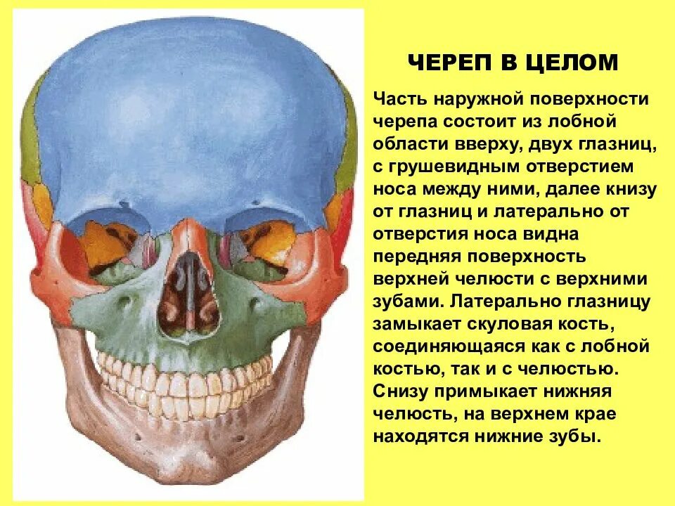 Череп ребенка состоит из отдельных. Череп в целом строение. топография лицевого черепа. череп в целом кратко.