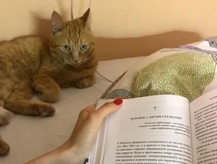 Петиция о коте