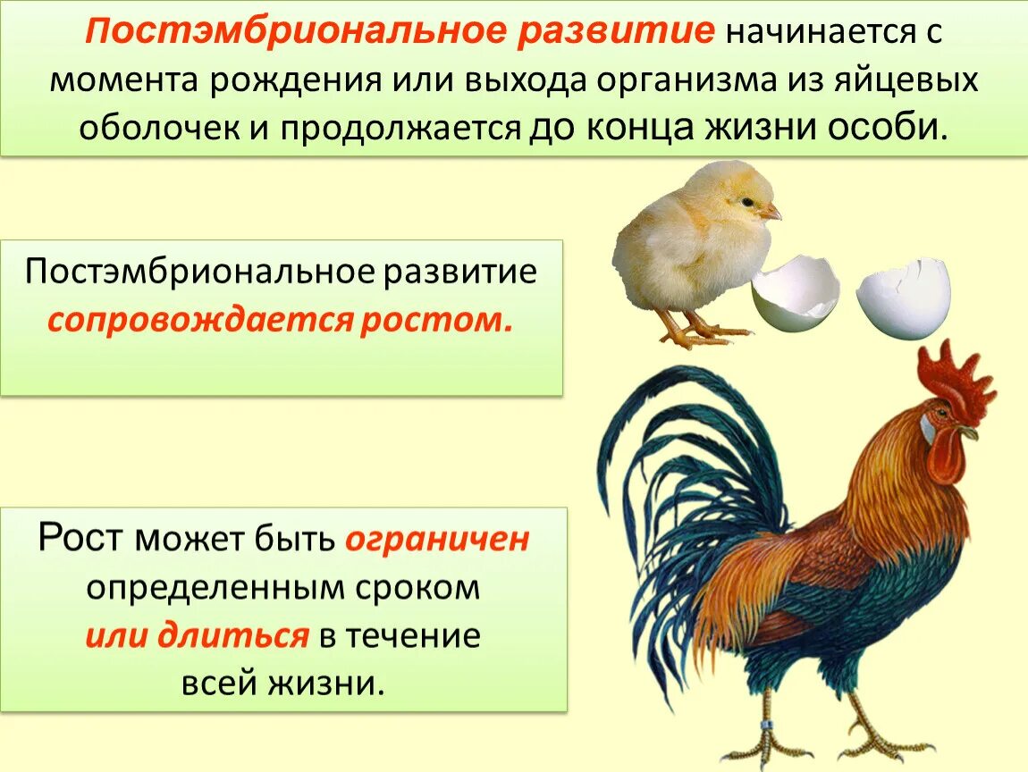 Онтогенез эмбриональное постэмбриональное. Постэмбриональный этап онтогенеза. Эмбриональный и постэмбриональный период. Постэмбриональный период онтогенеза. Этапы эмбрионального и постэмбрионального развития.