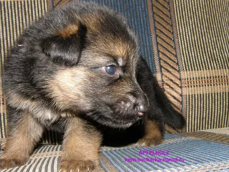 авито новокузнецк объявления продажа животных собак. щенки немецкой овчарки 2 недели. щенки немецкой овчарки 2 недели. щенок овчарки 2 месяца фото чистокровный. 2 недельные щенки немецкой овчарки.
