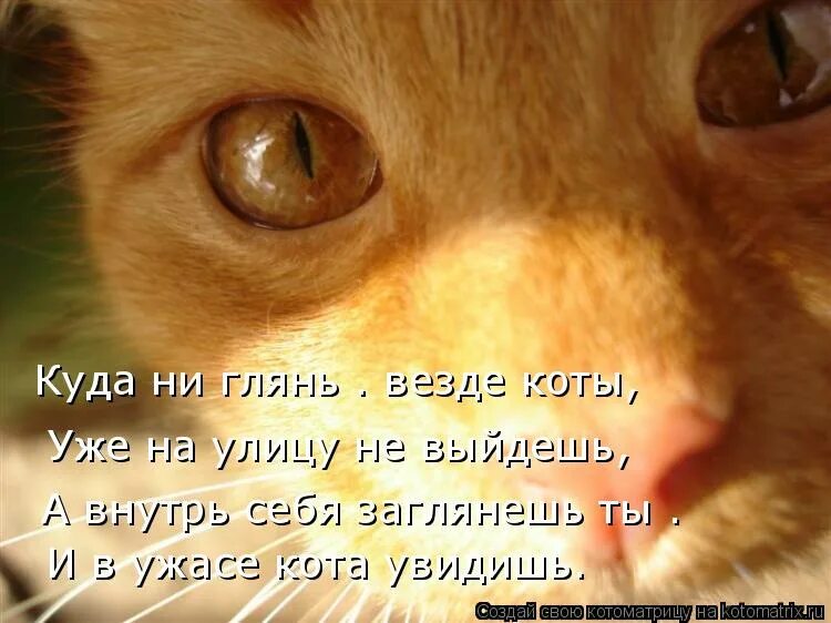 Коты везде. Куда ни глянь повсюду. Куда не глянь везде кошки. Кошачий взгляд в никуда. Кругом куда ни глянь