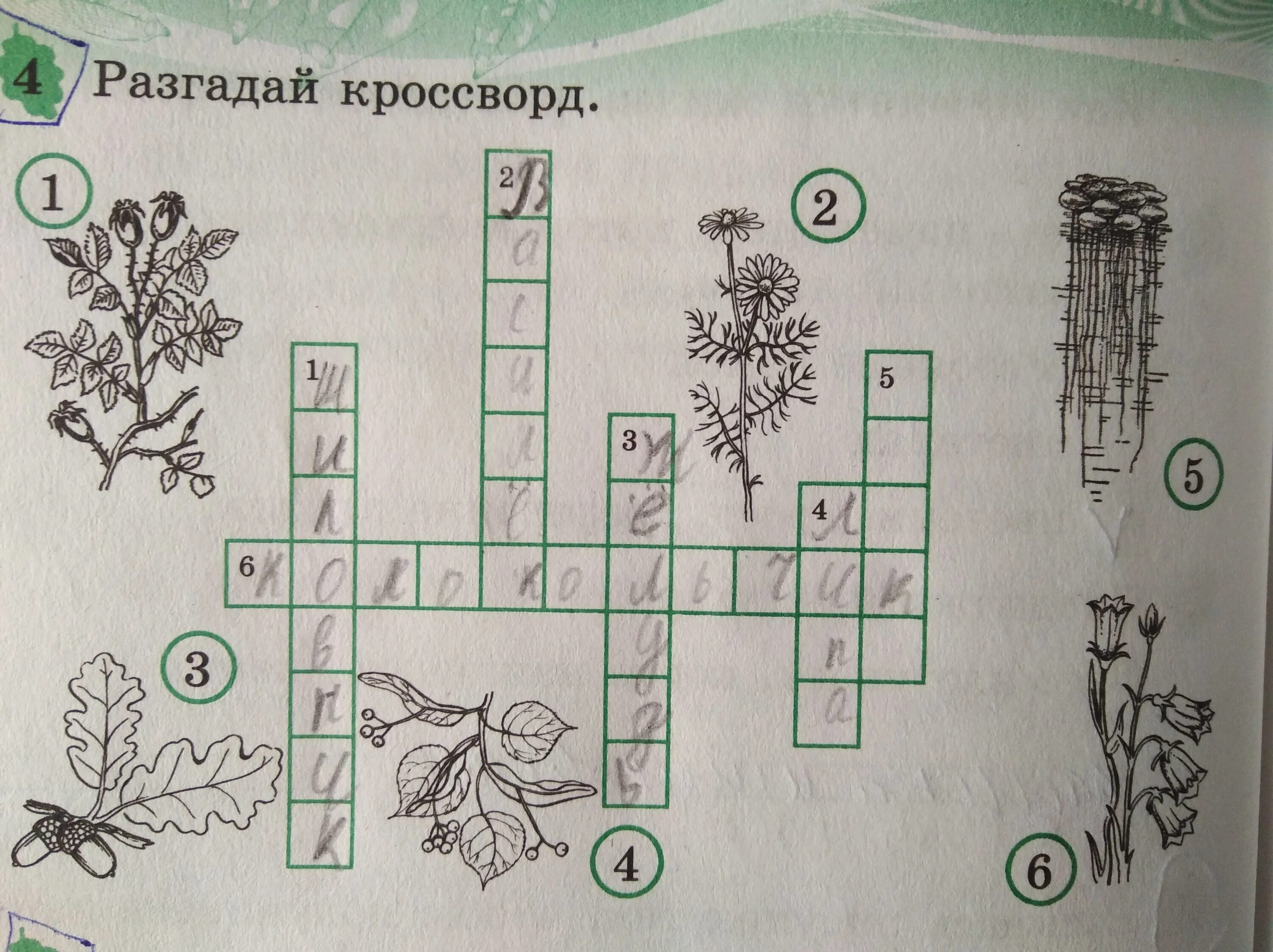 Рисовый сорняк сканворд 5. Разгадай кроссворд. Разгадай кроссворд Разгадай кроссворд. Разгадай кроссворд растения. Разгадай кроссворд цветы.