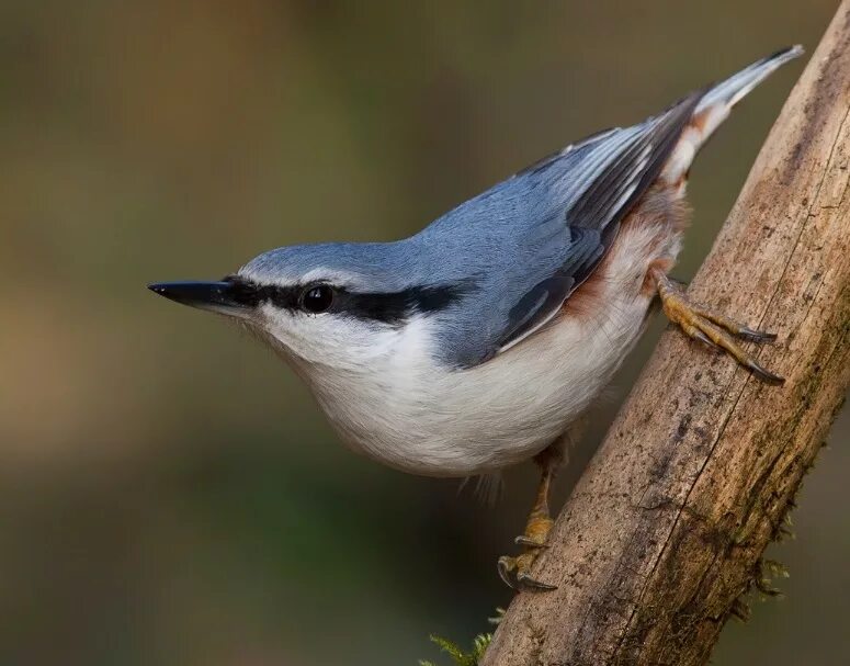 Свиристель и поползень. Поползень свиристель. Поползень птица зимой. Свиристель и поползень. Как выглядит свиристель и поползень.