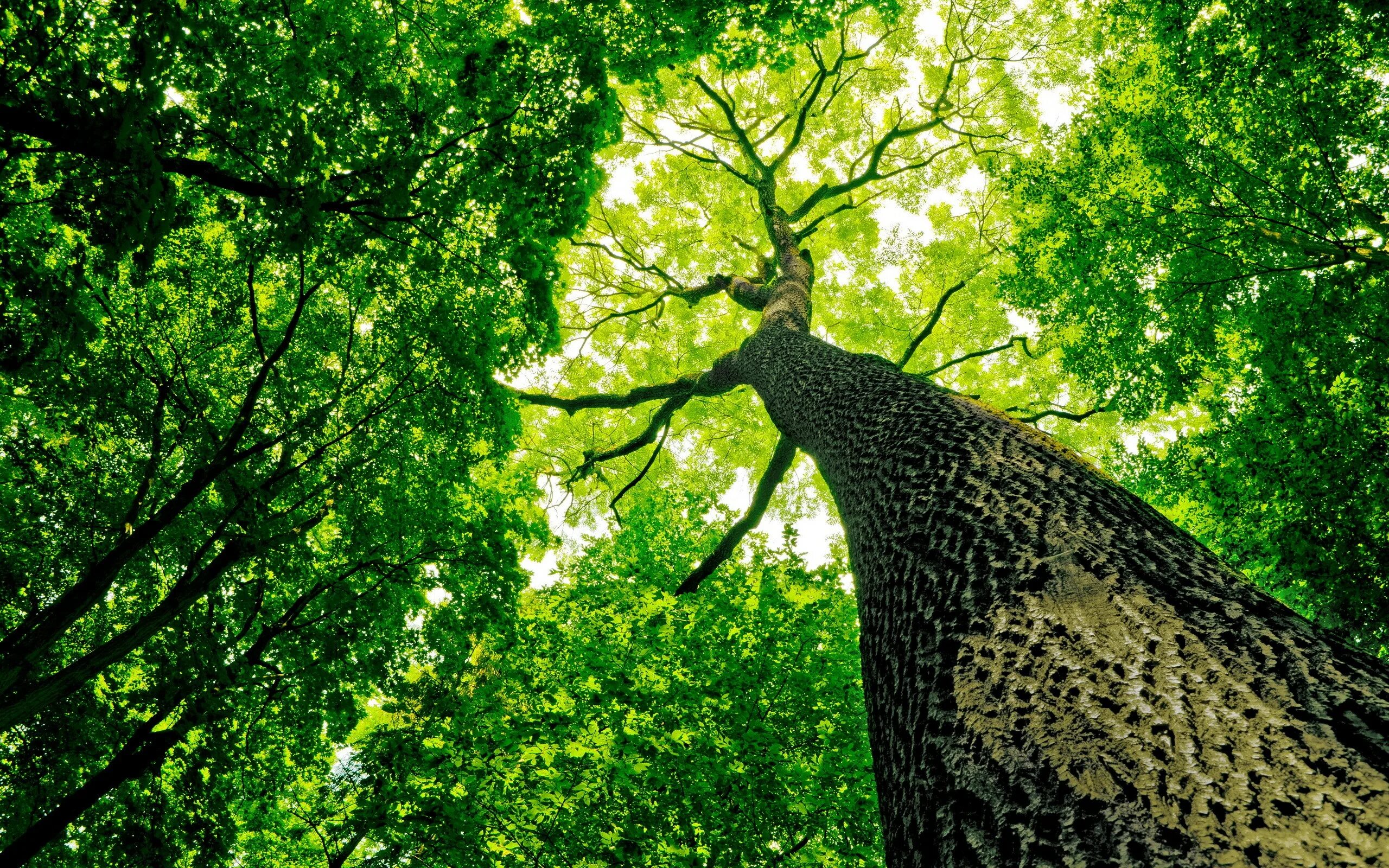 Tree green days