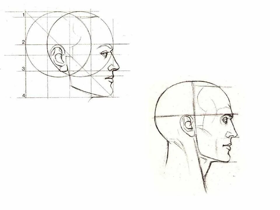 Как рисовать портрет сбоку. Схема лица человека в профиль. Рисование головы человека в профиль. Голова человека в профиль. Профиль поэтапно