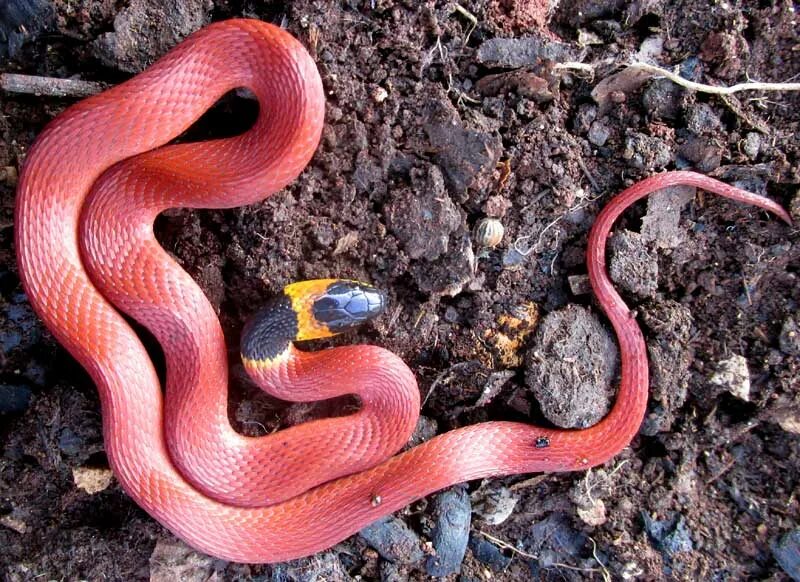 20,100+ Red Snake Stock Photos, Pictures & Royalty-Free Images, red snake