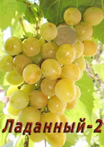 Ладанный - 2 - Саженцы и черенки винограда из Подмосковья